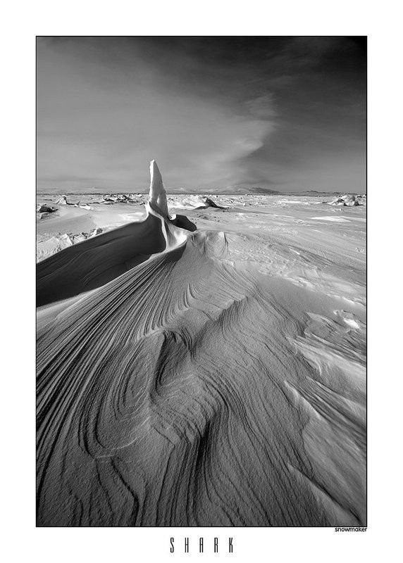 S H A R K фото превью