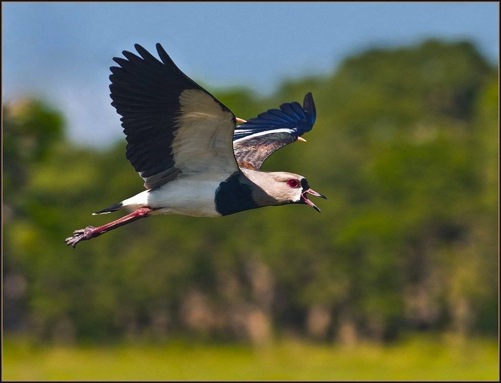 птица, кулик, кверо-кверо, VladimirD