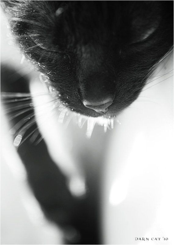 кошка, шепотом, ласковая Шёпотом.. фото превью