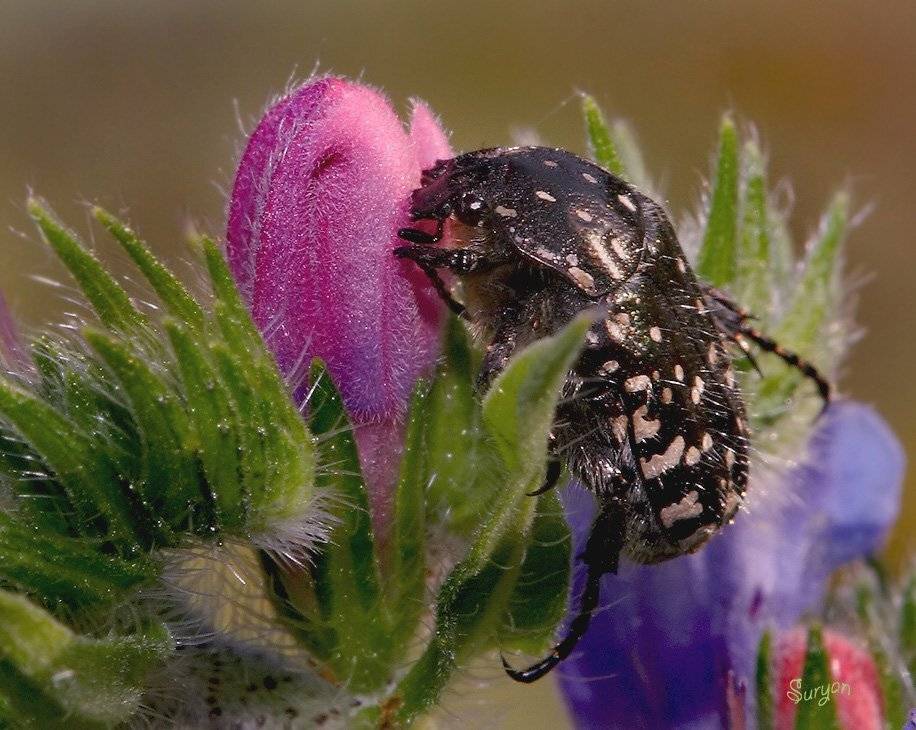лето, цветок, жук, Олег Сурьянинов