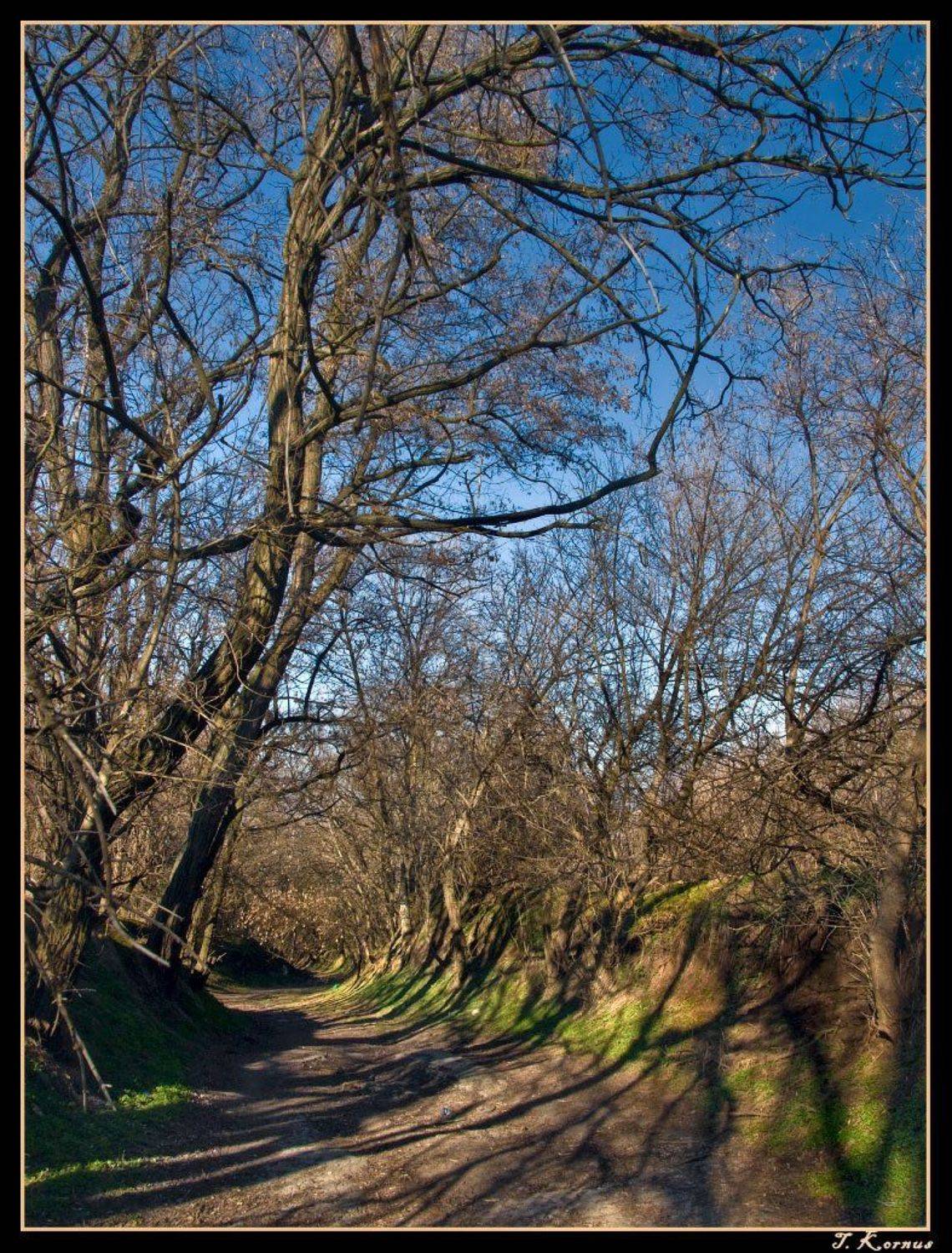 дорога,деревья,весна,март, Татьяна Корнус