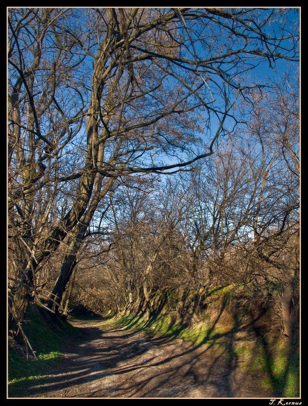 дорога,деревья,весна,март Заброшенная дорога фото превью
