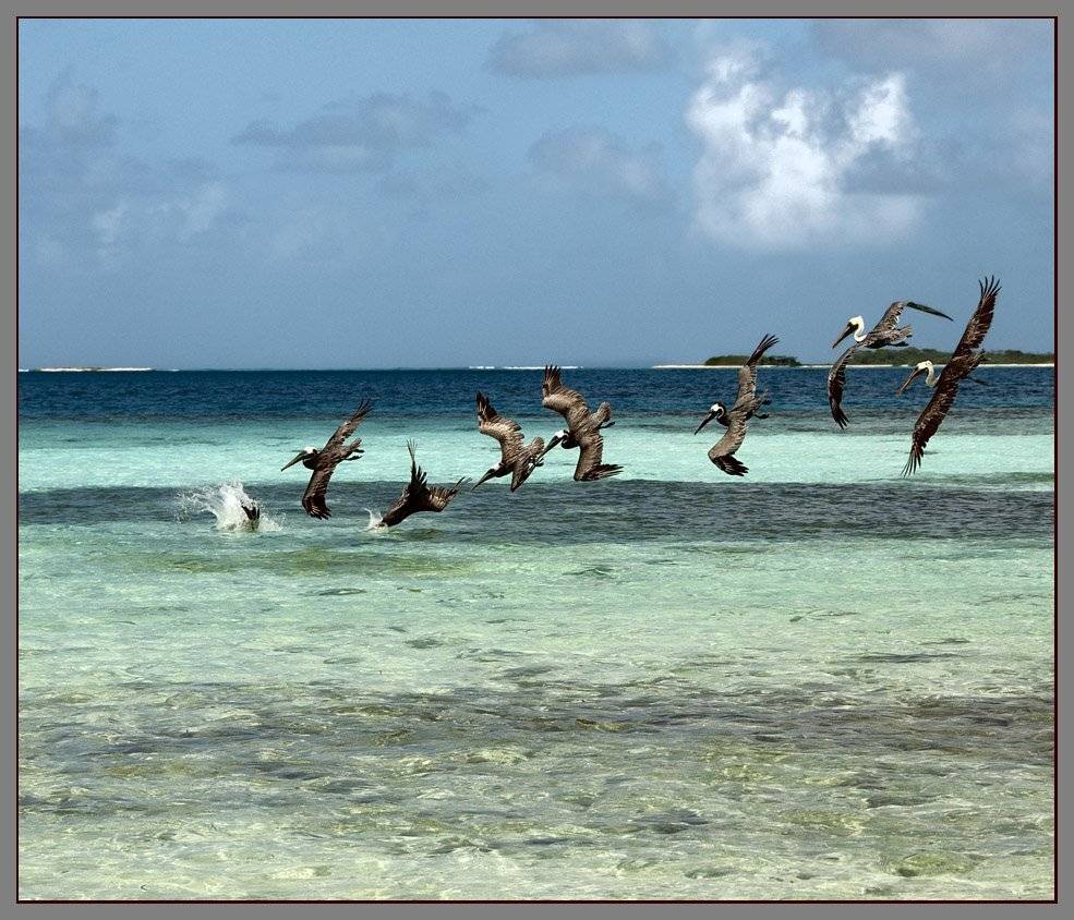 пеликан, птица, лос рокес, VladimirD