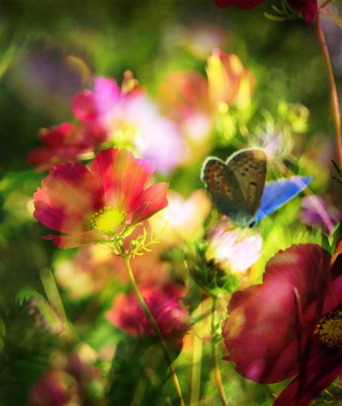 природа, цветы, лето *** фото превью