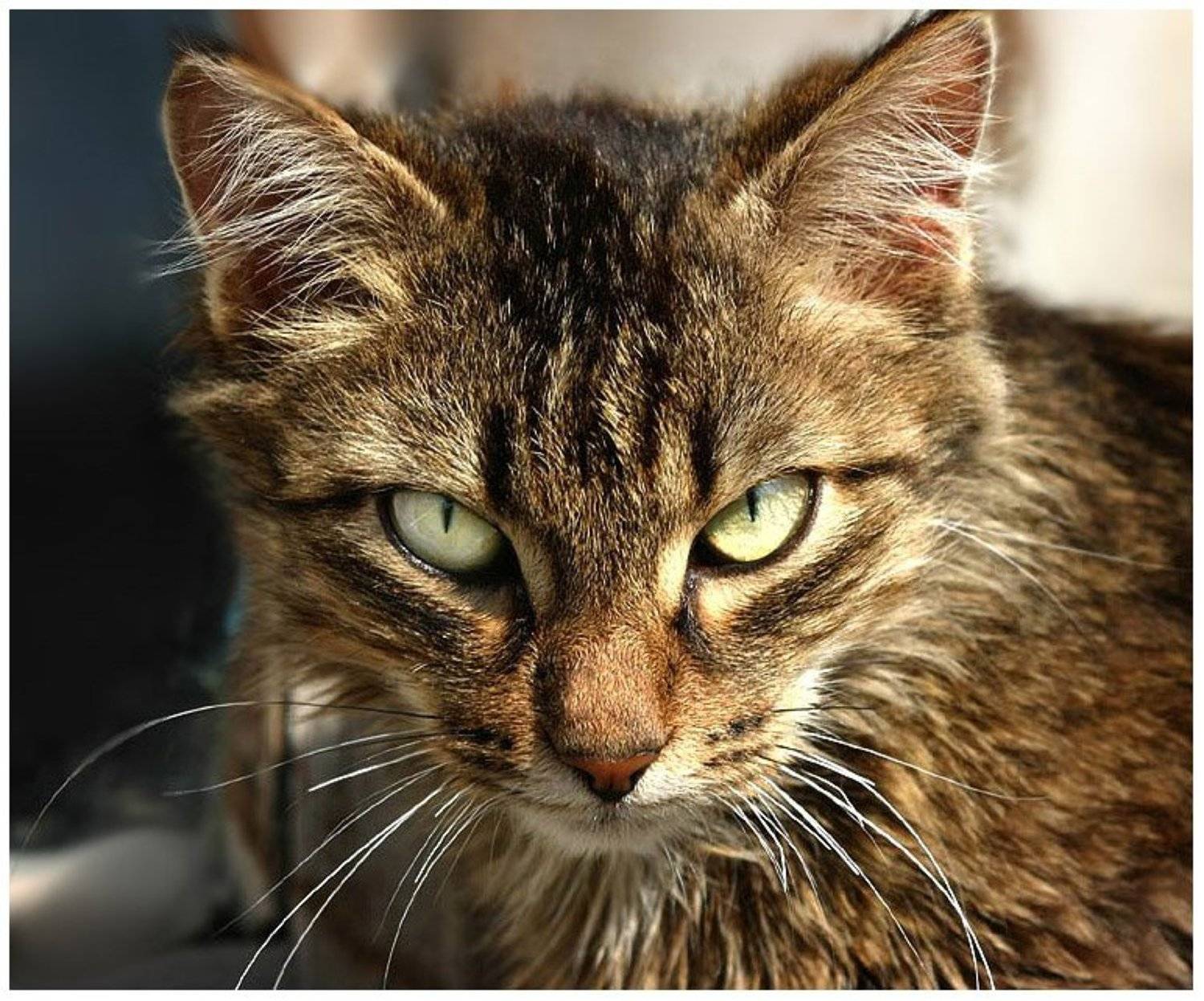 , Константин Буркин