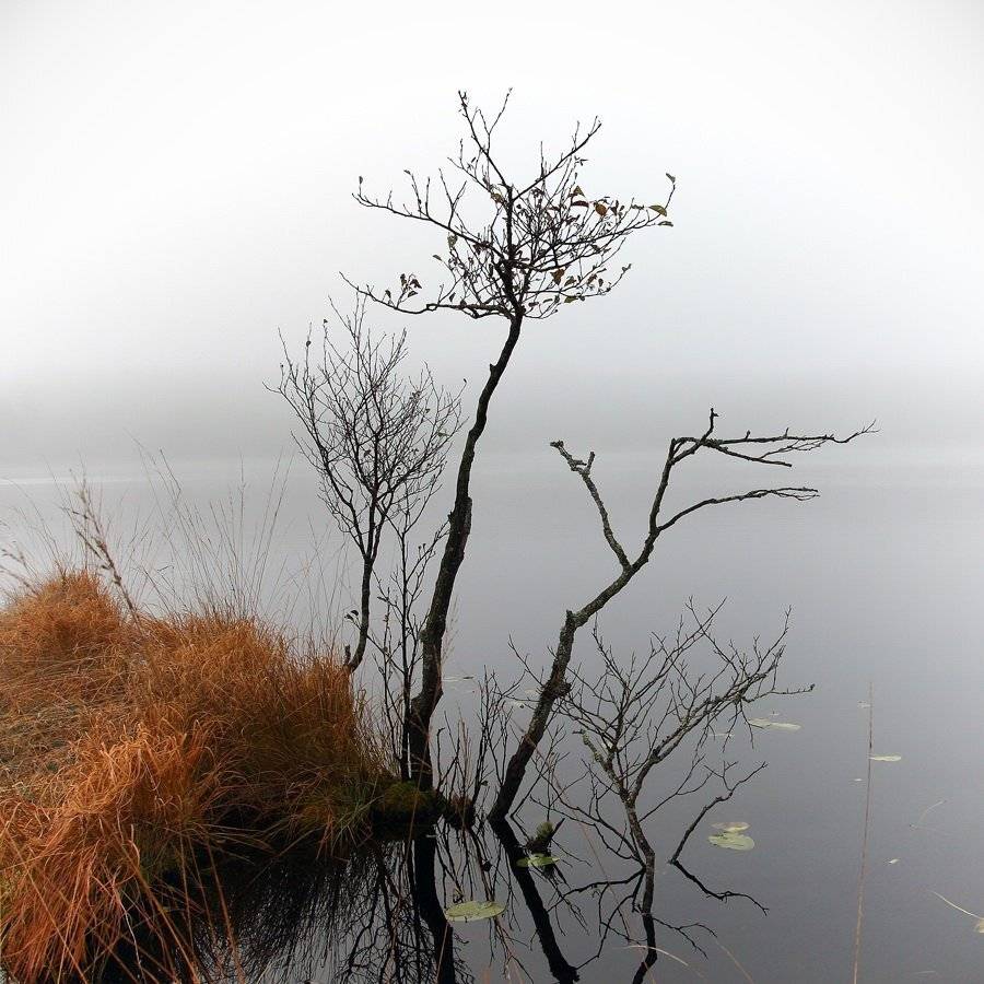 туман, озеро, деревце, Дмитрий Середов