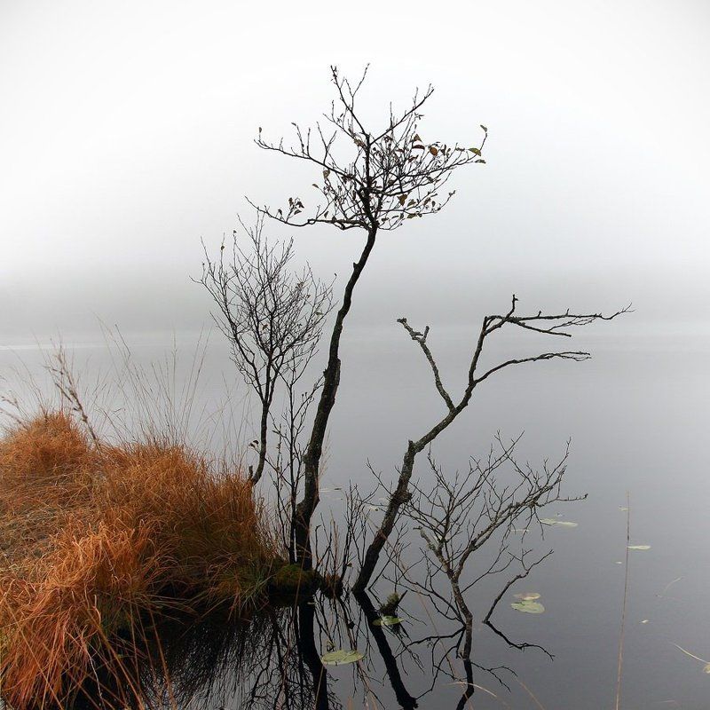 туман, озеро, деревце Деревце фото превью