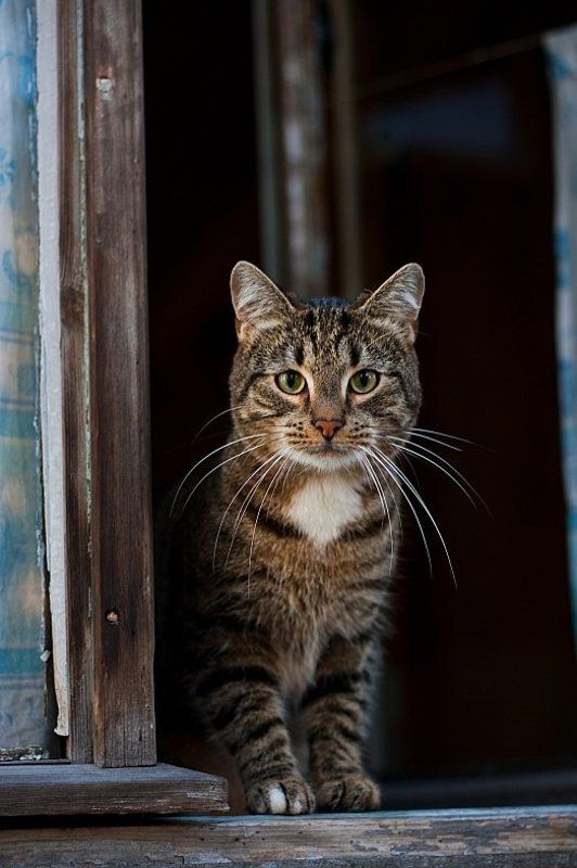 Из окна фото превью