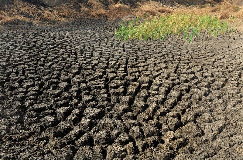 Зеленый оптимизм фото превью