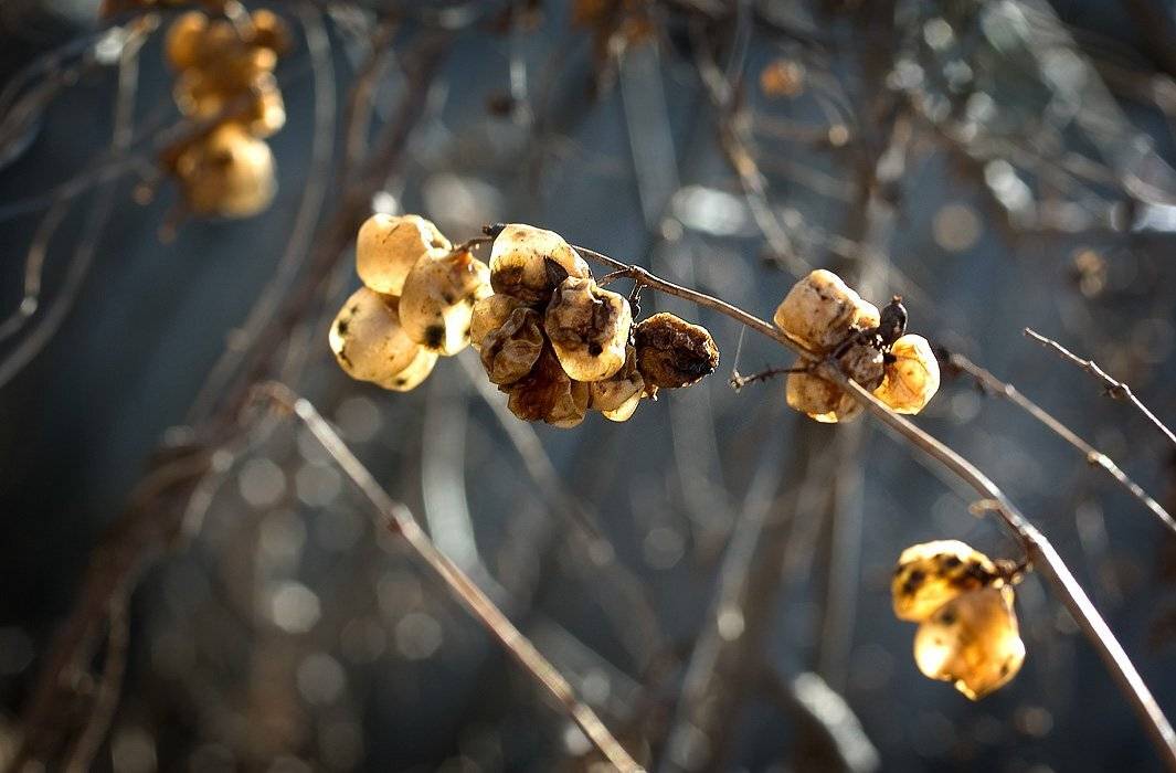 кутарник, ягоды, солнце, прошлое лето