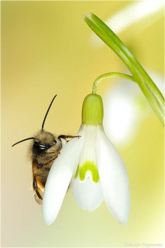 galanthus, подснежник, пчела, apis, Надежда Муравьёва