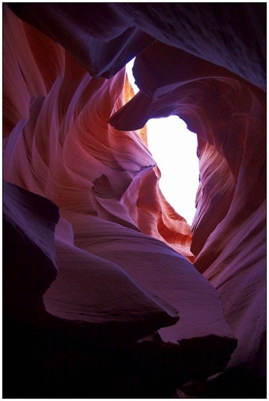 Волк фото превью