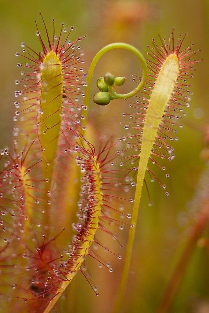 росянка, завиток, Юлия