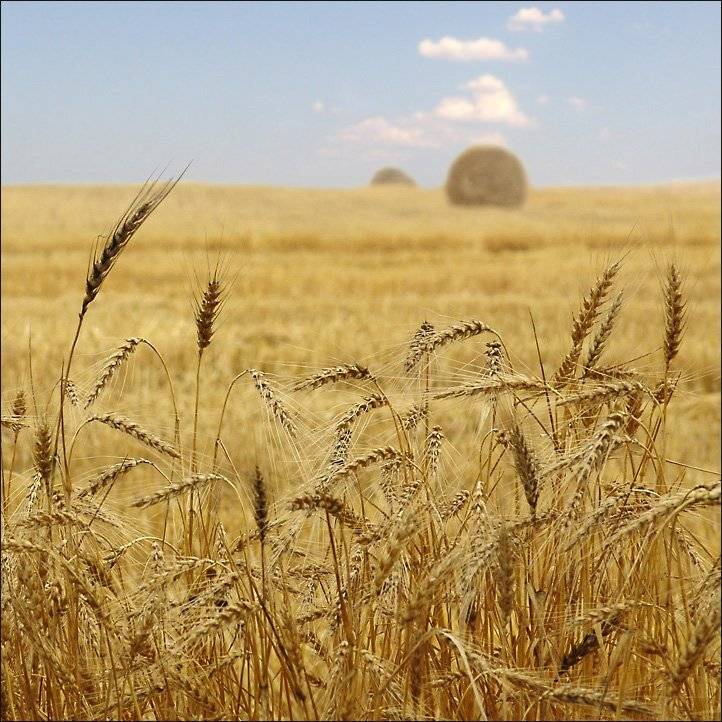 , Тарасов Алексей