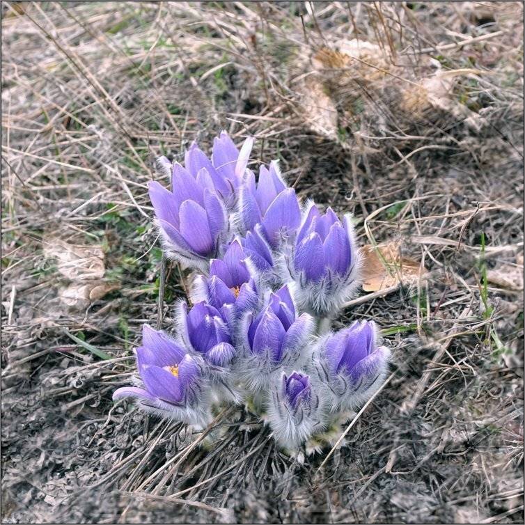 весна, крым, Владимир Метцгер