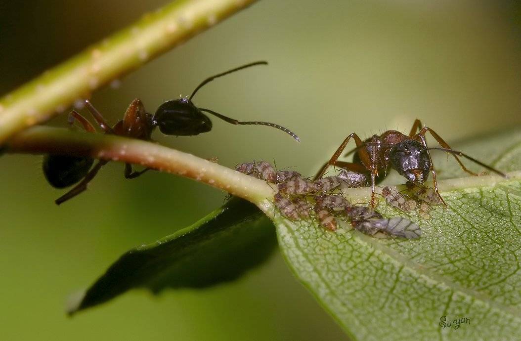 лето, муравьи, тля, Олег Сурьянинов