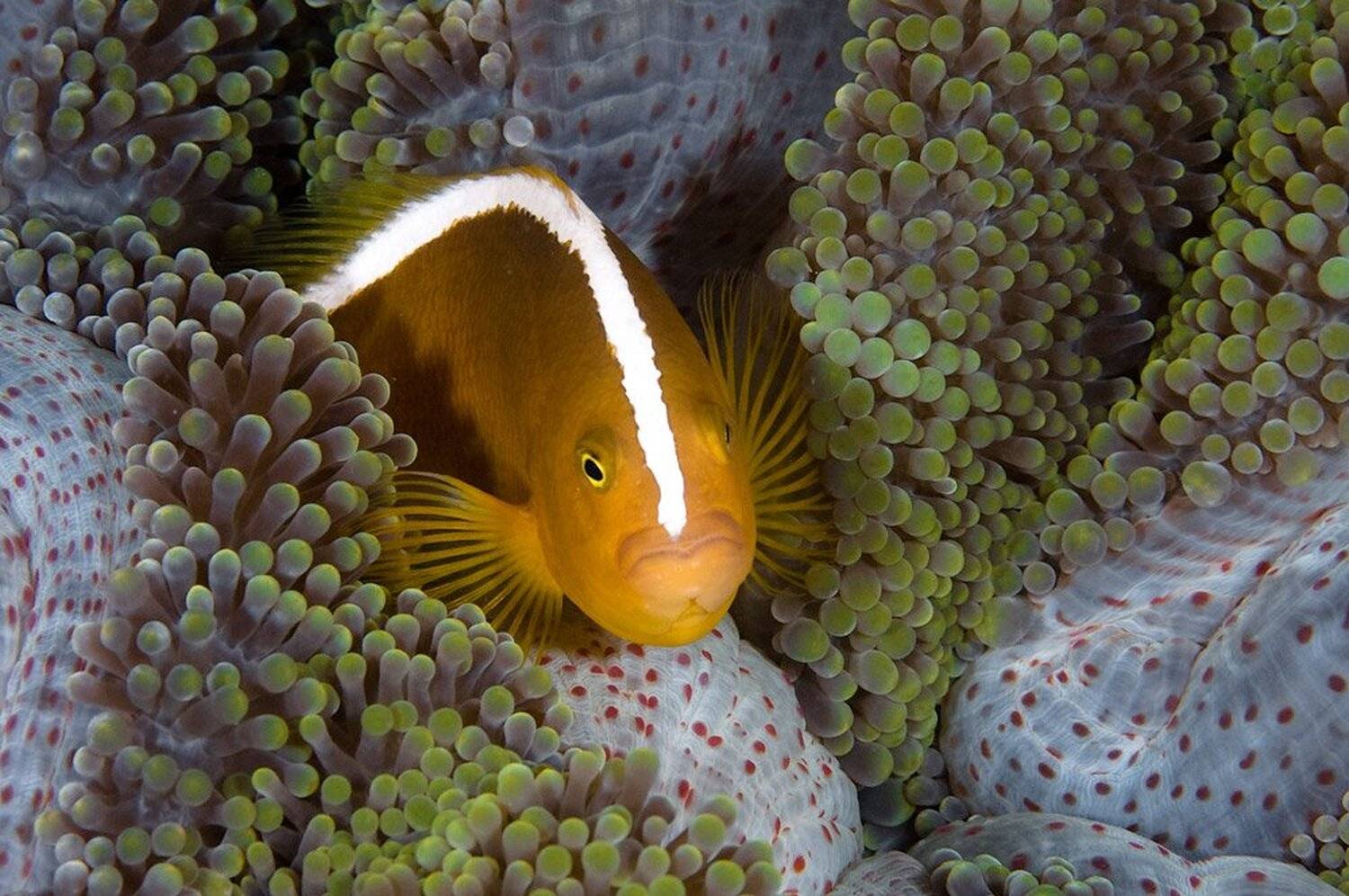 амфиприон, рыба-клоун, underwater, Виктор Чистов
