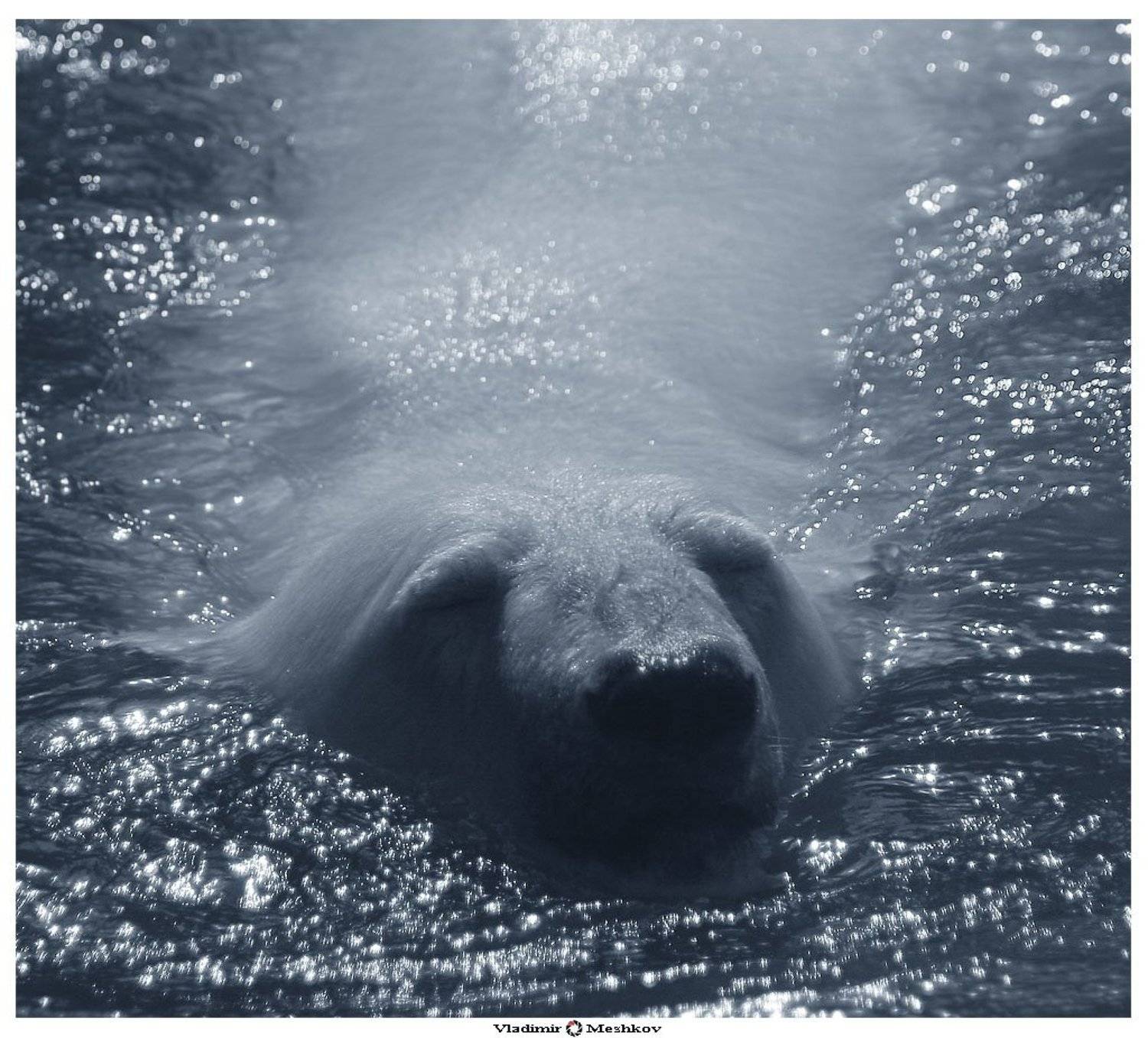 , &copy; =Vladimir  Meshkov=