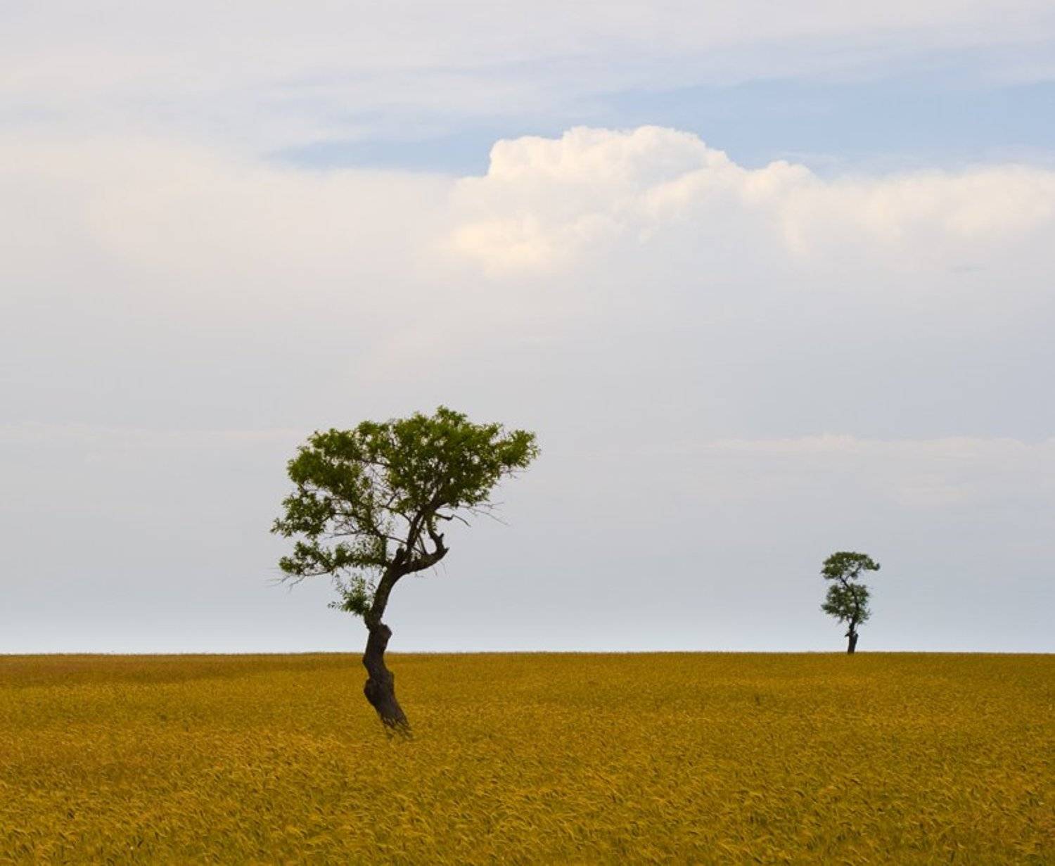 деревья, Андрей  Золочевский