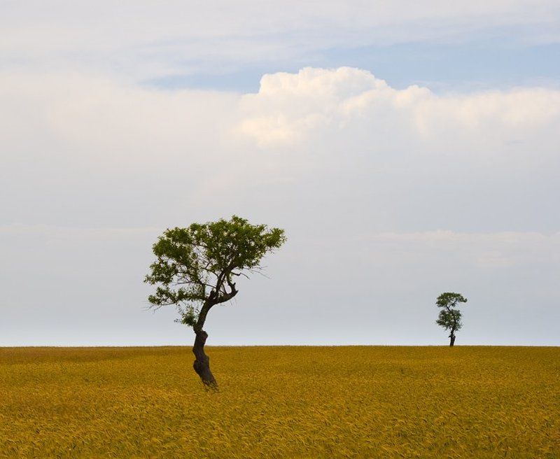 деревья  фото превью