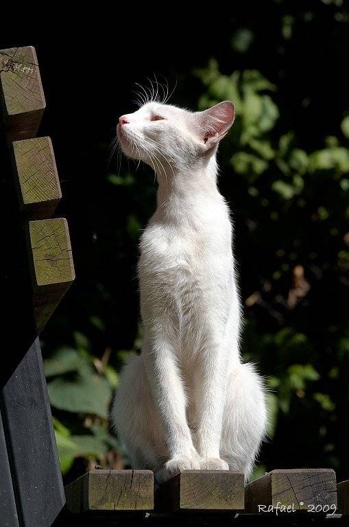 , Рафаэль Александрович Фоменко