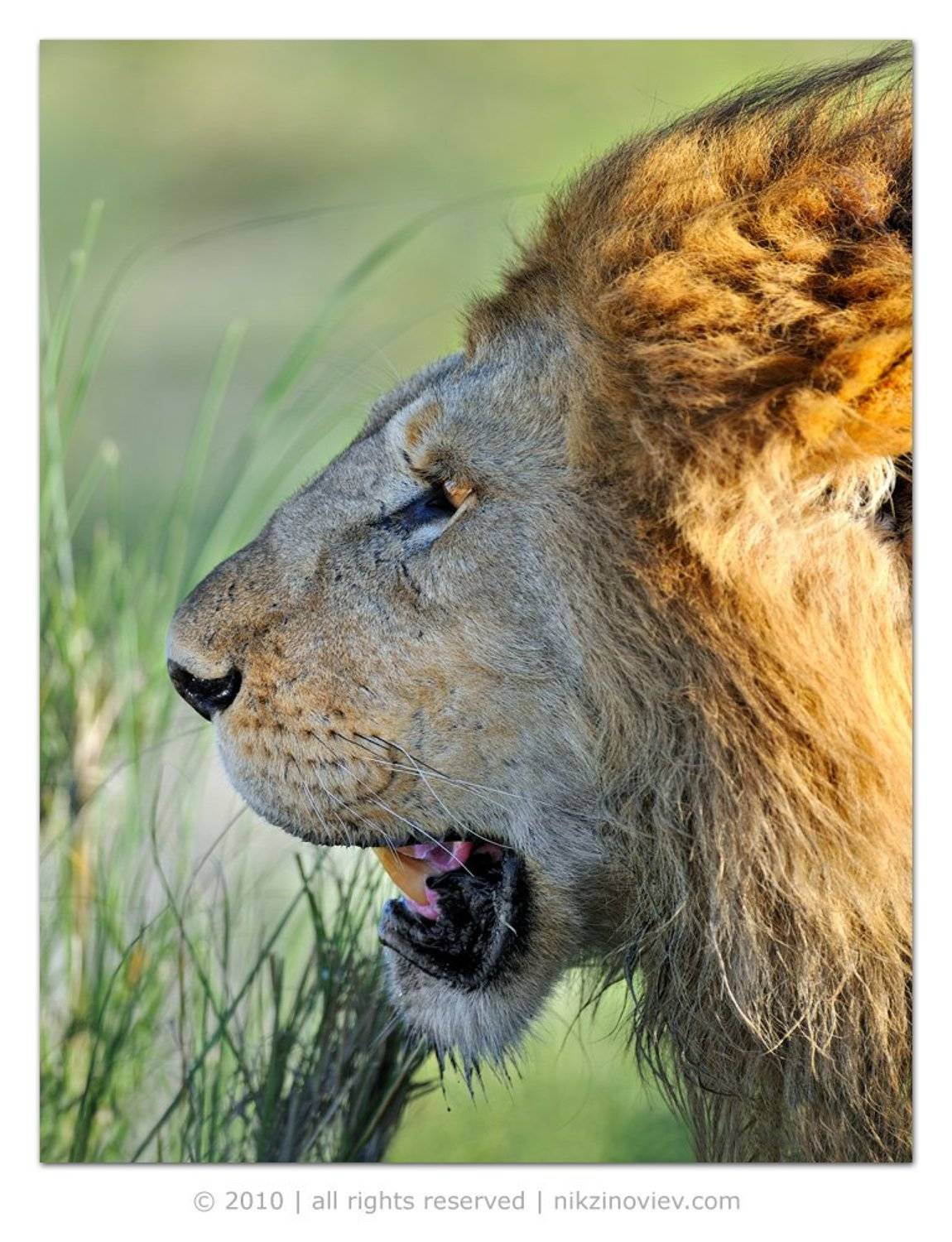 африка, лев, животные, серенгети, танзания, Николай Зиновьев