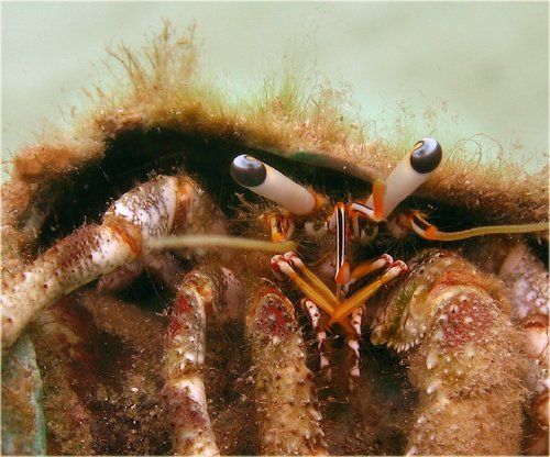 Отшельник с острова Корор