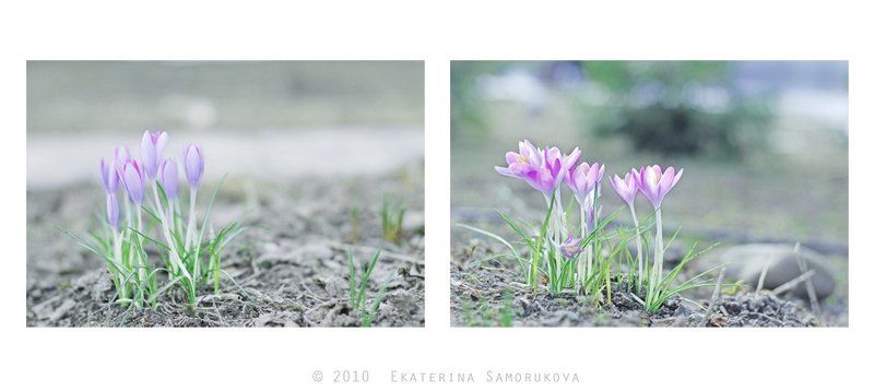 крокусы, цветы, весна крокусы фото превью