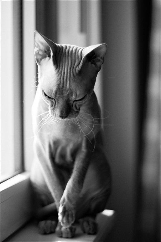 кошка, такая, разная Такая разная... фото превью