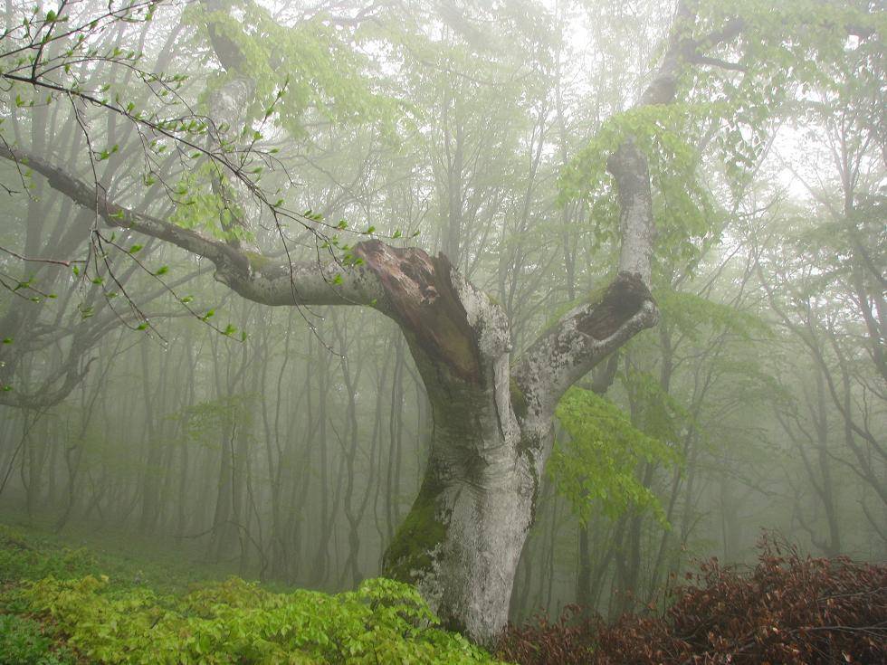 крым, лес, Brodyaga