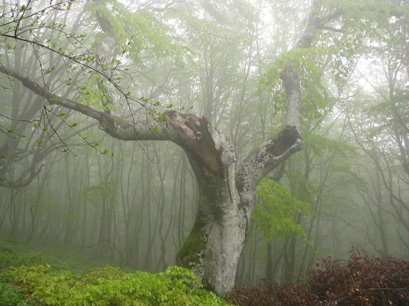 крым, лес Лукоморье фото превью