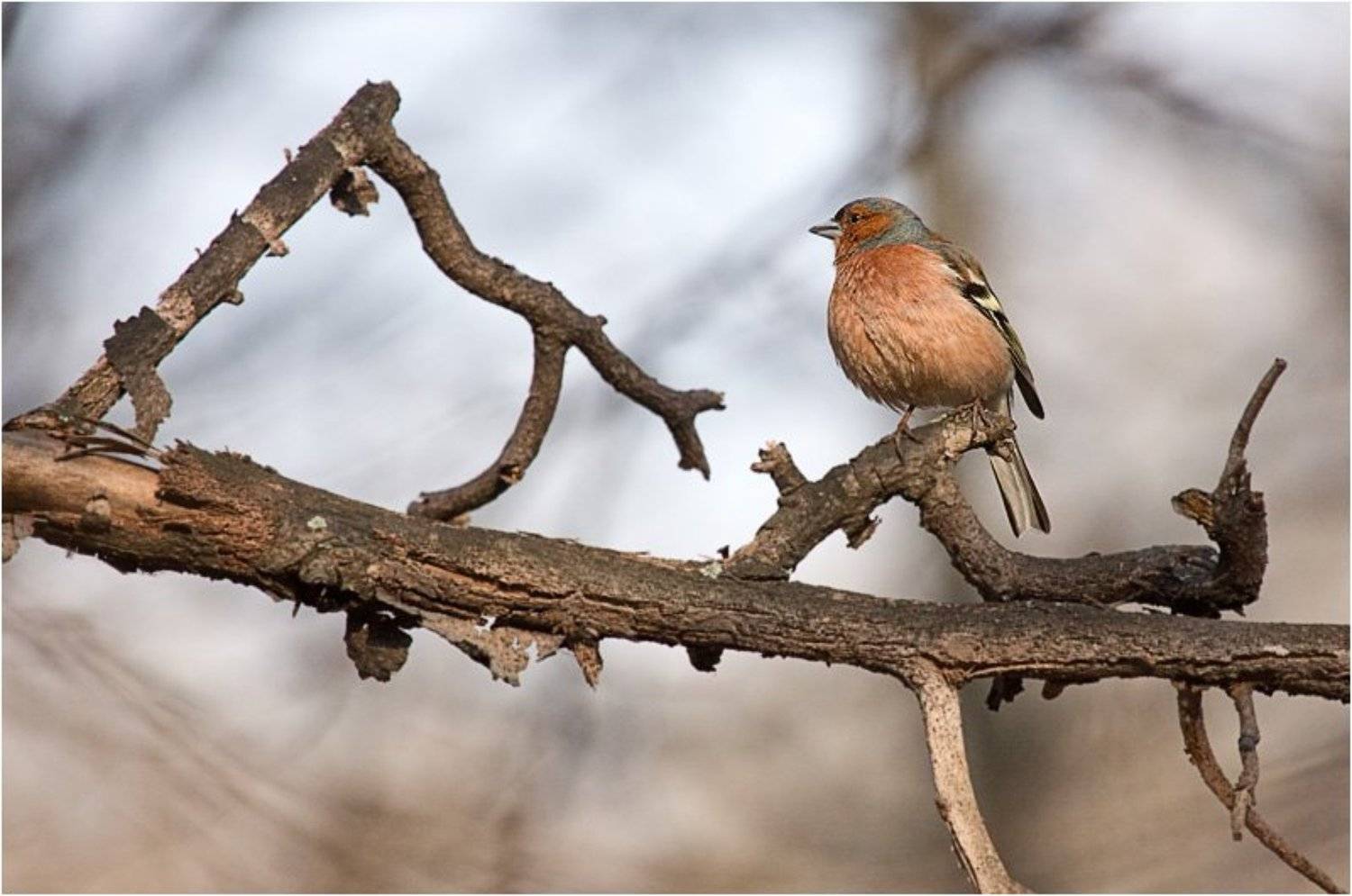 зяблик (вроде бы), птица, кусковский парк, утро, Amazon-san