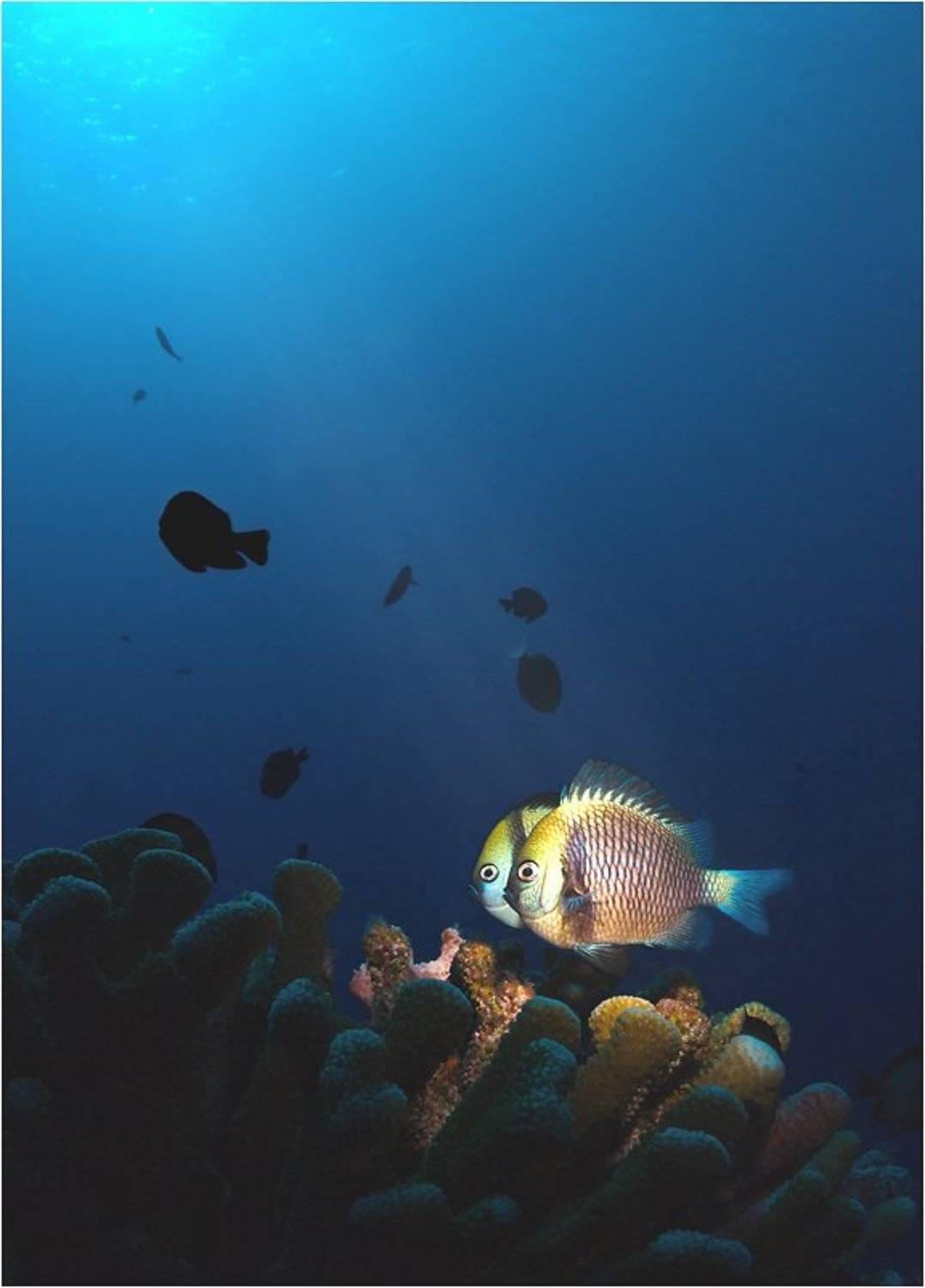 конусы, тубусы, соты, Сергей Шанин