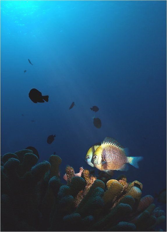 конусы, тубусы, соты Избранные Солнцем фото превью