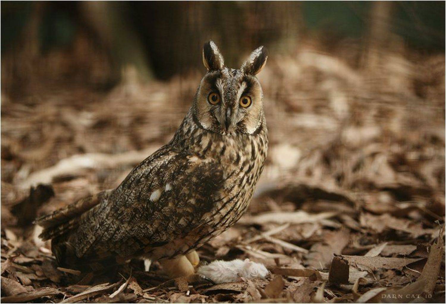 сова, мышка, решетка, зоопарк, ушастая, Darn Cat