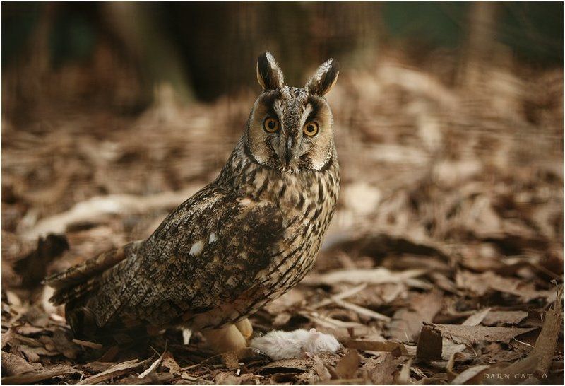 сова, мышка, решетка, зоопарк, ушастая Хто тут? фото превью