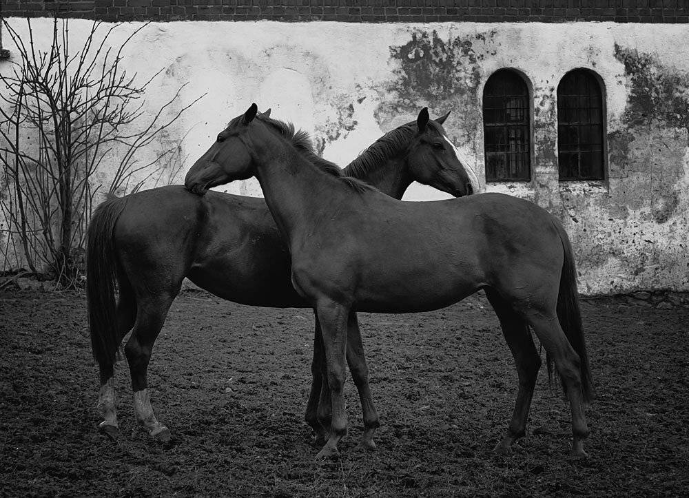 лошади, Александр