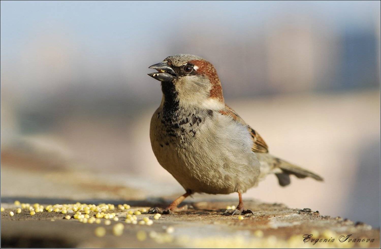 воробей ,птичка ,весна, nausika