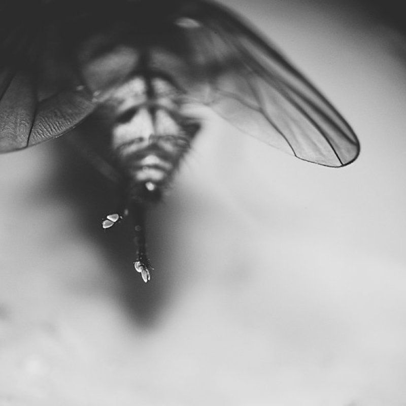 муха сзади сверху фото превью