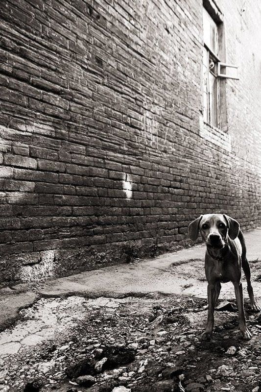 **** фото превью