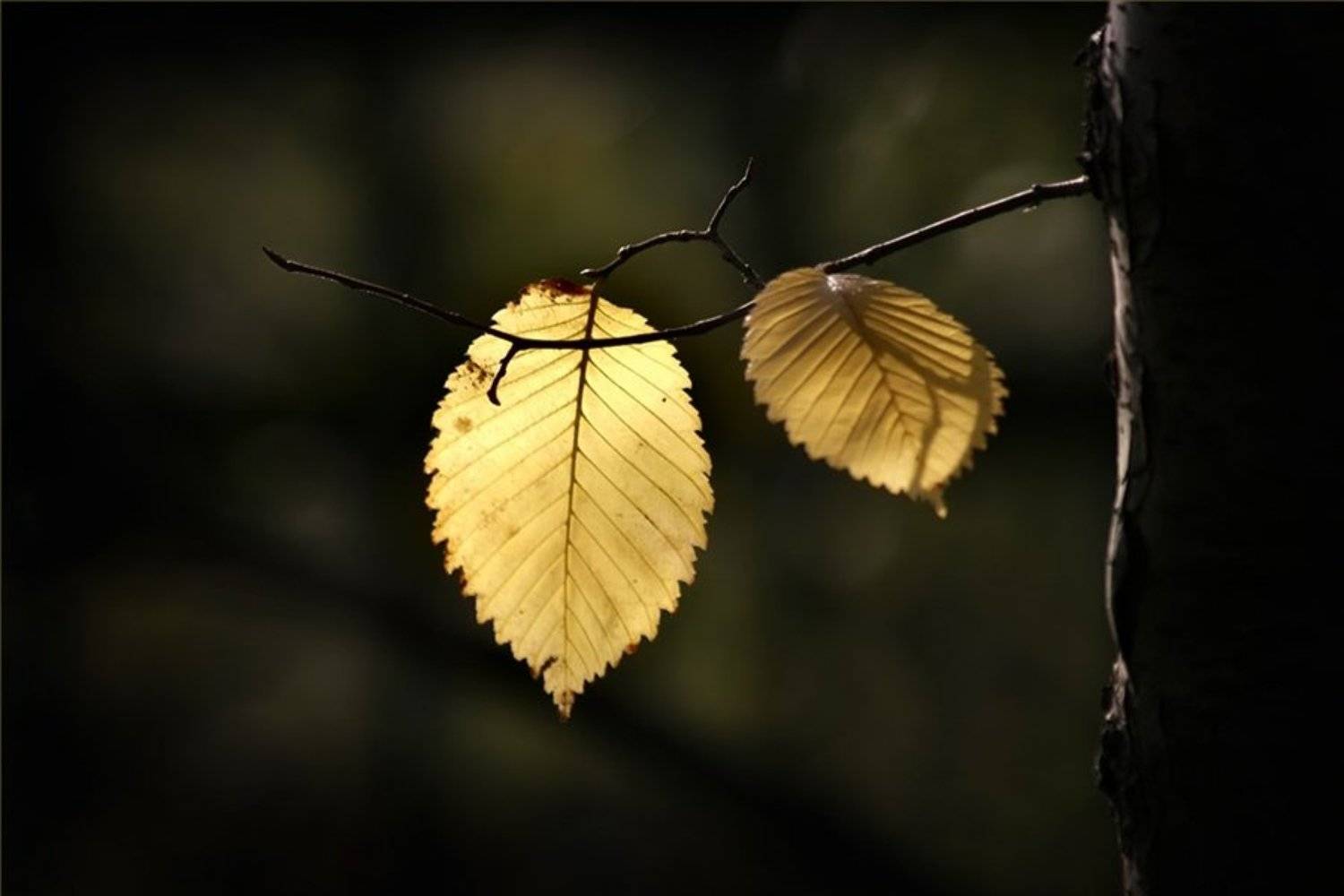 осень, листва, nadyk