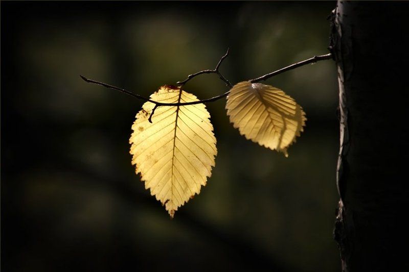 осень, листва С родительской веткой прощаются.. В дальний путь собираются.. фото превью