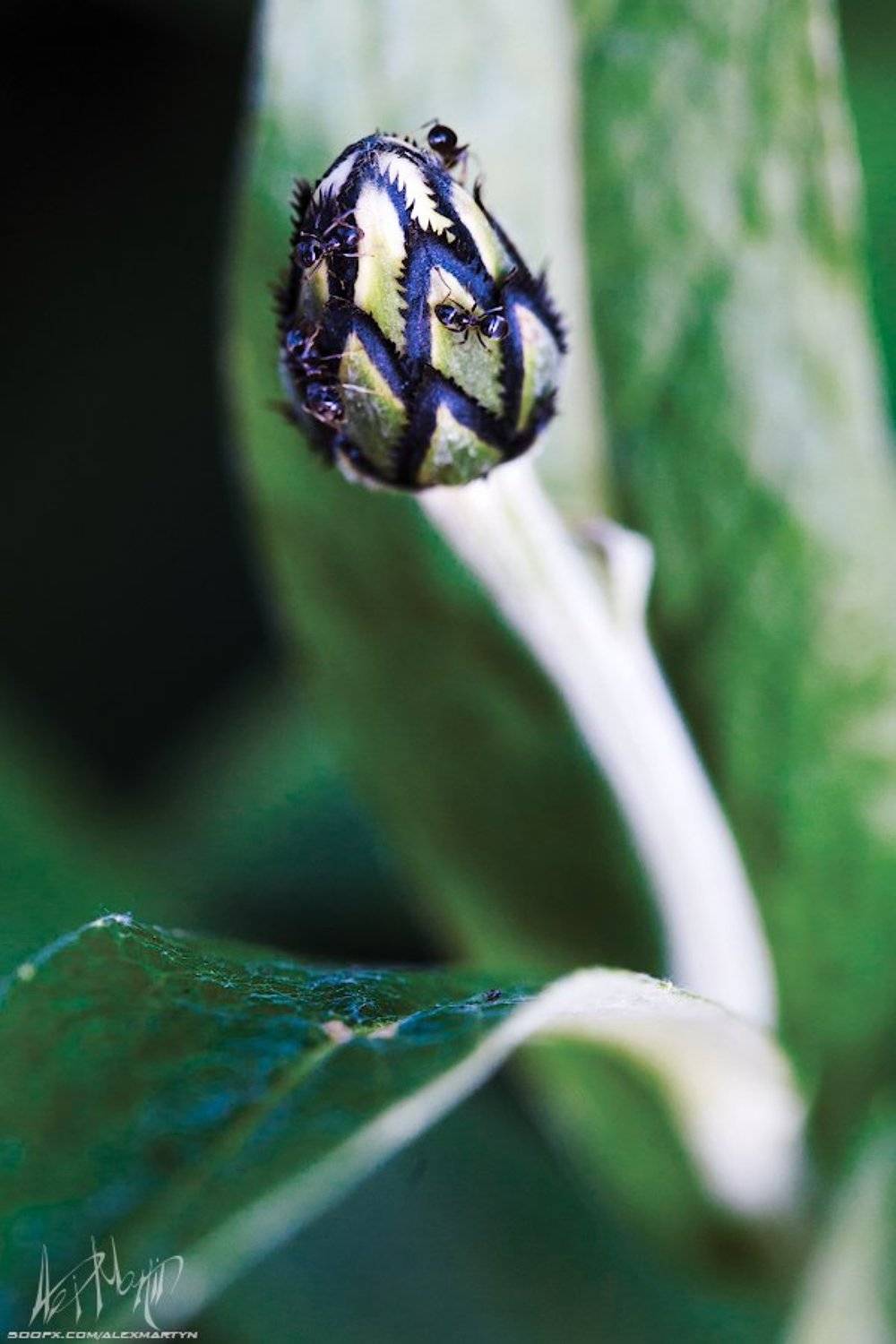 , Александр Мартынов