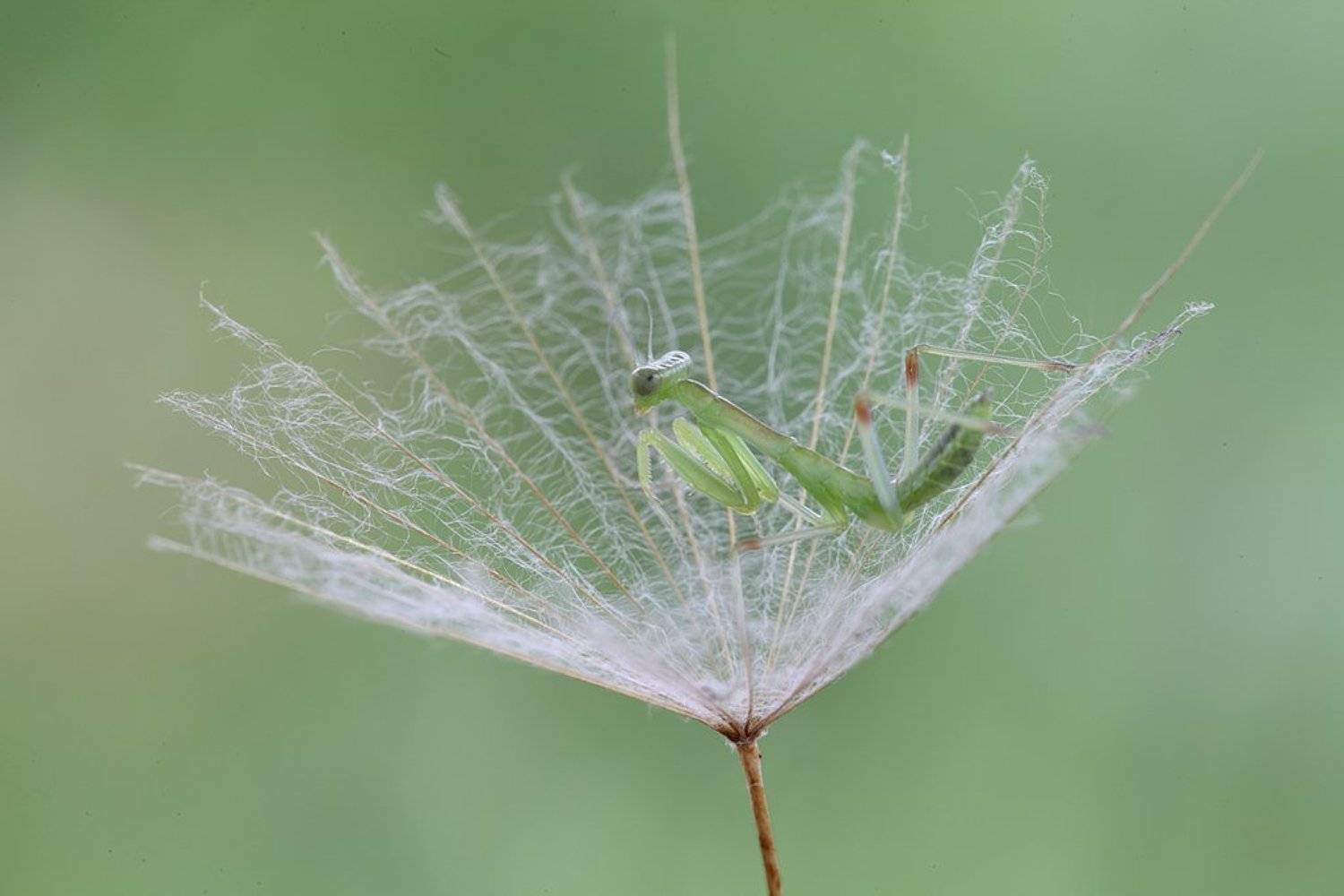 , Сергей Таланов