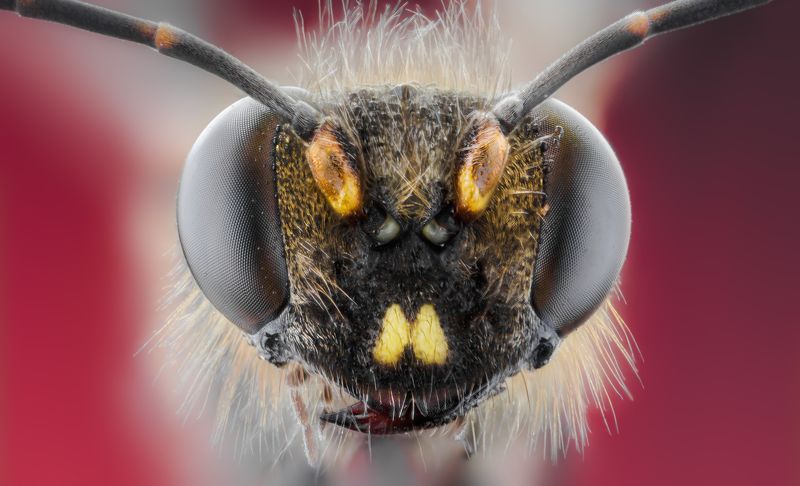 macro wild insect bee micro nikon  BEE (PODALONIA) фото превью