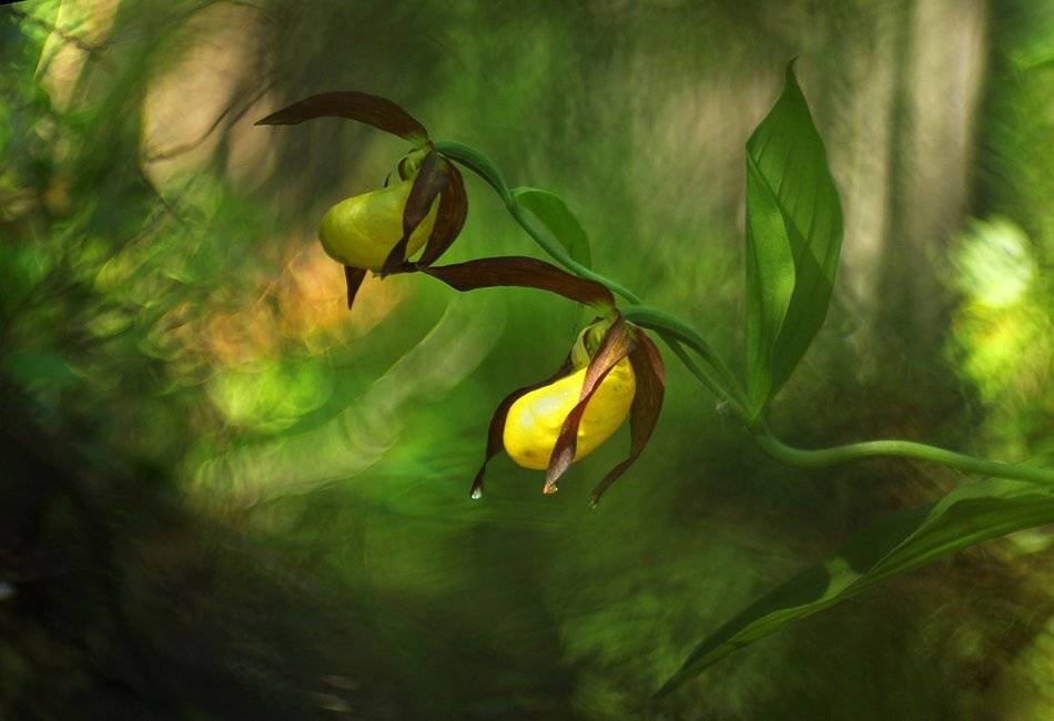 , Иваненко Светлана