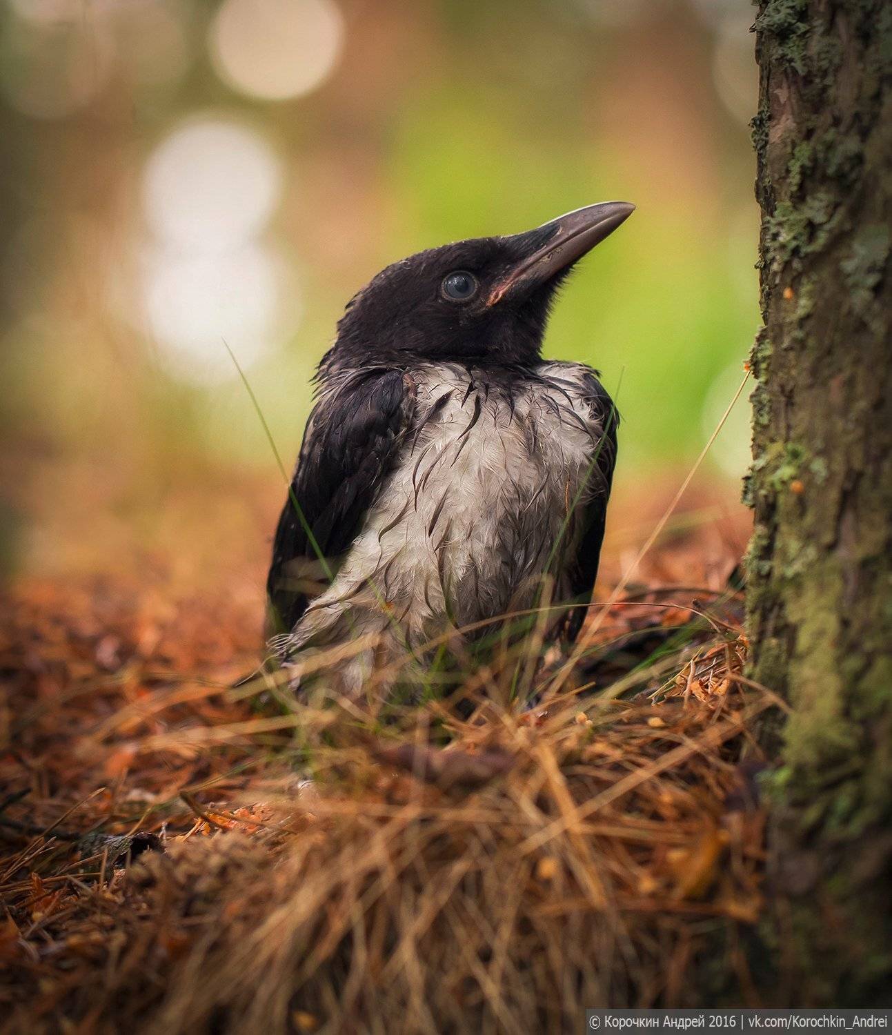 , Андрей Корочкин