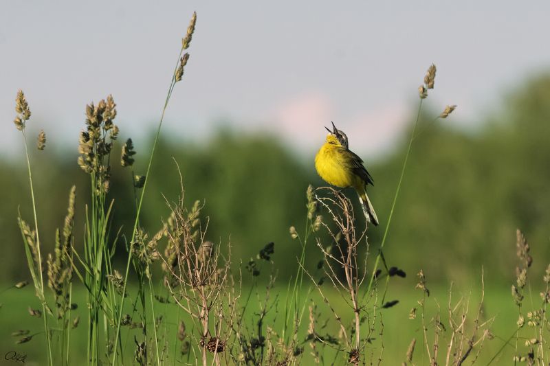 Провожая день фото превью