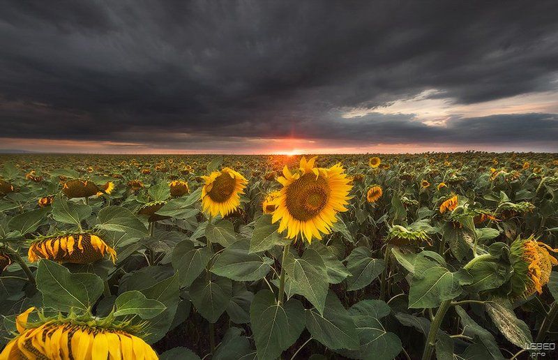 Засыпают часовые Солнца II фото превью