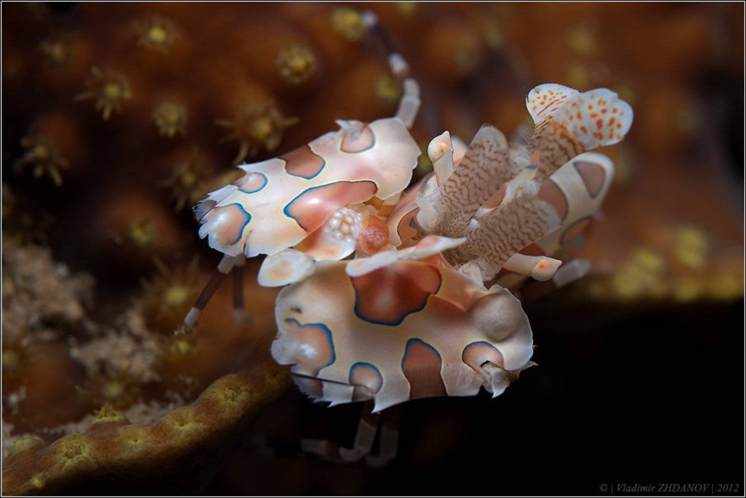 , Владимир Жданов